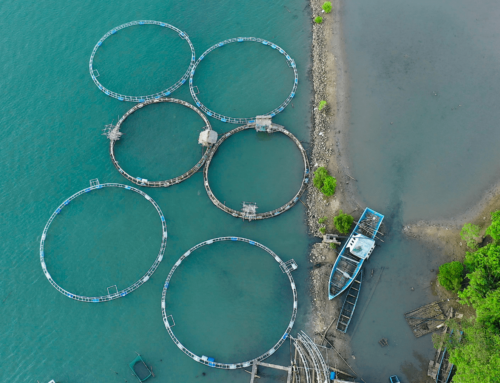 SeafoodChain’s Transparency Empowers Ethical Seafood Consumers